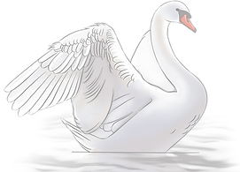 Swan Left