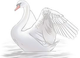 Swan Right